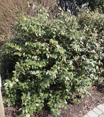Russian-Olive